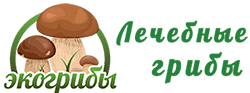 ЭкоГрибы - лечебные грибы, сайт Олега Буянова